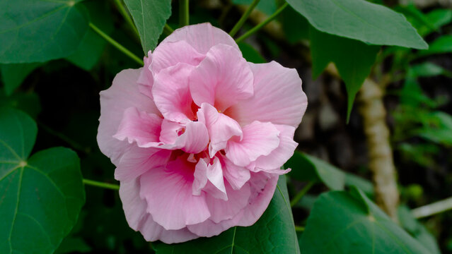 pink rose flower