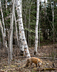 Red Fox Photo. Fox Image. Close-up profile view in the spring s displaying fox tail, fur, in its environment and habitat with a birch and coniferous trees background. 