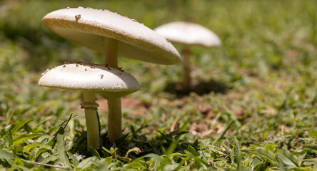 Three small mushrooms growing in the park.