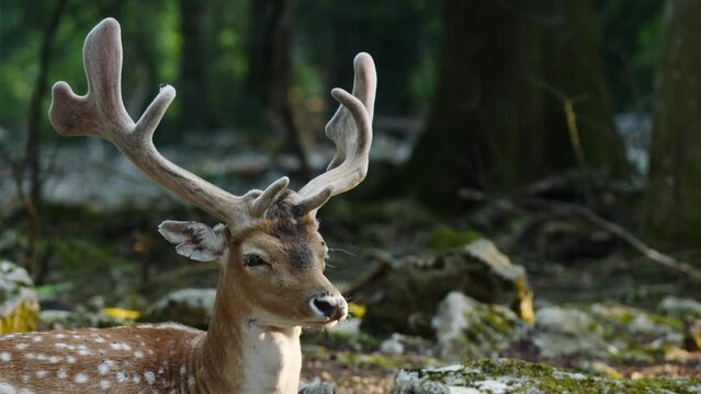 Young male fallow deer in natural environment. Deer Dama dama. Vision Park in Auberive region, France. Slow motion