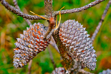 Brittany, Erquy : pine cone