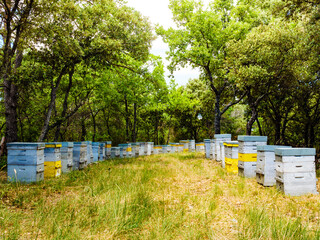 Bee hives in green forest. Beekeeping.