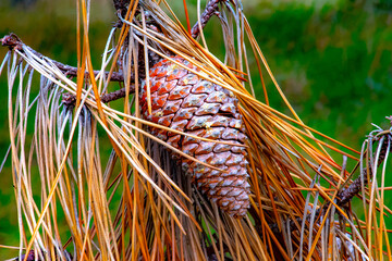 Brittany, Erquy : pine cone and  pine needles