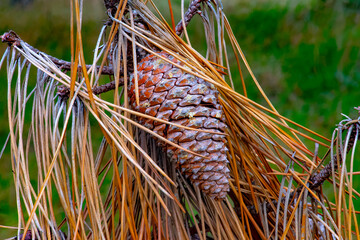 Brittany, Erquy : pine cone and  pine needles