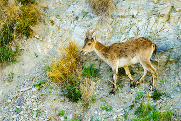 Wild mountain goat on rock in Spain