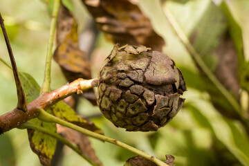 A walnut on a tree is waiting to be harvested.
Autumn walnut with cracked brown skin. Walnut fruit, cracked walnut peel. Harvesting.