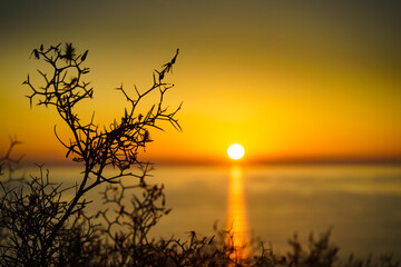 Obraz premium Beach plant and sunrise over sea