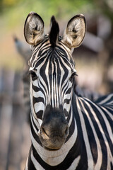 Naklejka premium Adorable Zebra portrait. Looking with curiosity and suspicion carefully examines wondering . Beautiful wild nature animal close up face. soft light. Funny zebra muzzle communicating. Beautiful face