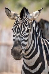 Fototapeta na wymiar Grevy's Zebra, equus grevyi, Portrait of Adult, Samburu Park in Kenya
