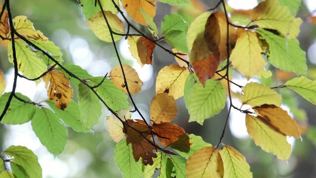Beech tree leaves start to change autumn colour in an English forest, Worcestershire.  Bronze and Copper colours signal the change of season.