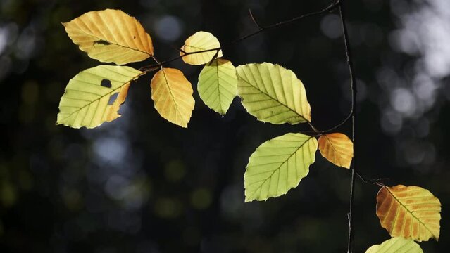 Beech tree leaves start to change autumn colour in an English forest, Worcestershire.  Bronze and Copper colours signal the change of season.