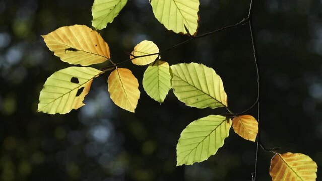 Beech tree leaves start to change autumn colour in an English forest, Worcestershire.  Bronze and Copper colours signal the change of season.