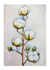 Hand drawn watercolor drawing of cotton plant, illustration art.