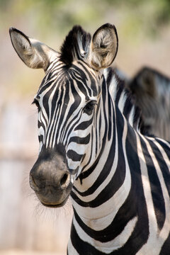 Chapman's zebra (Equus quagga chapmani). Wildlife animal, close up portrait in safari park