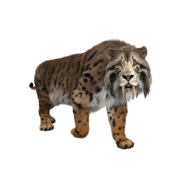 3D rendering of a Smilodon, the extinct pre-historic Sabre-tooth tiger