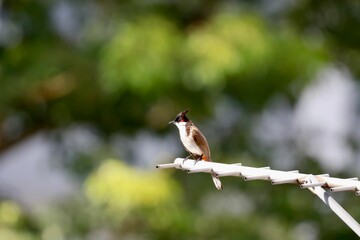 Selective focus of a small Red-whiskered bulbul on a white metallic stand