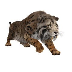 Fototapeta premium 3D rendering of a Smilodon, the extinct pre-historic Sabre-tooth tiger