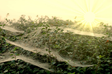 spinnennetz im nebel sonnenlicht strahlt 