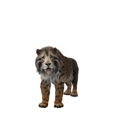 Plakat 3D rendering of a Smilodon, the extinct pre-historic Sabre-tooth