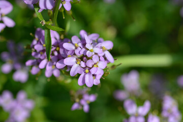Iberis Mermaid Lavender