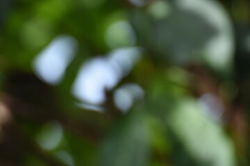 green bokeh background