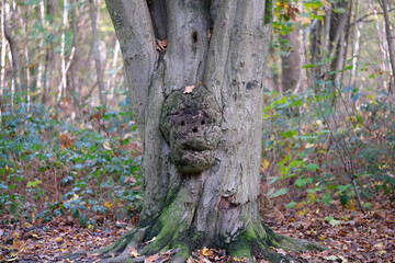 Face in tree trunk, tree trunk with bulge, face recognizable eyes and mouth, whims of nature