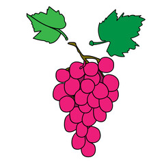 Image of a branch of grapes.Graphics.Vector.
