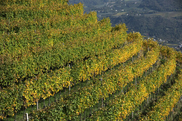 Vineyard terraces in South Tyrol
