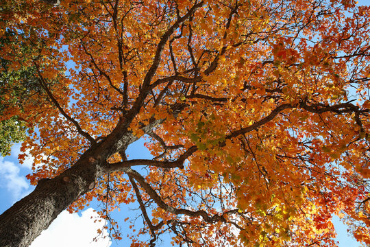 A colorful tree in the autumn.