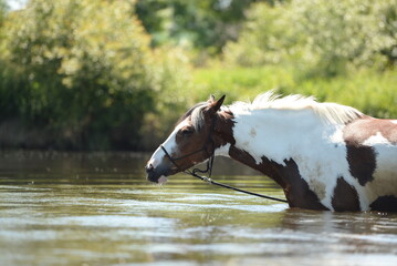 Sommertag mit Pferden am Fluss. Schöne gescheckte Pferde zur Abkühlung im Wasser