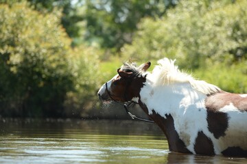 Sommertag mit Pferden am Fluss. Schöne gescheckte Pferde zur Abkühlung im Wasser