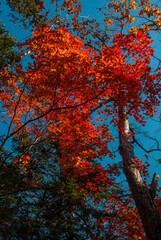 Fototapeta premium Bright autumn background. Autumn trees. Rest in the forest.
