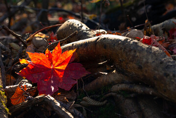Selective focus. Flax leaf. Autumn background.