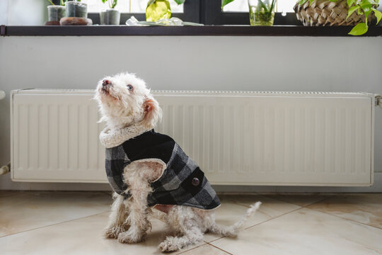 Cute dog wearing coat sitting in front of radiator