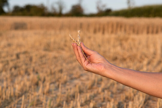 Hand of senior woman holding ear of wheat in field