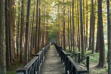 가을 공원 숲길