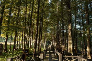 가을 공원 숲길