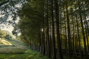 가을 공원 숲길