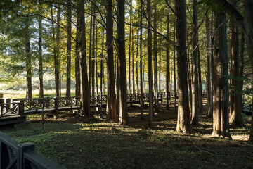 가을 공원 숲길