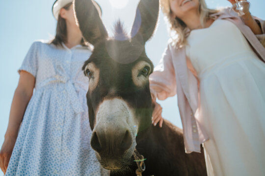 Female Donkey Images – Browse 165,246 Stock Photos, Vectors, and Video |  Adobe Stock