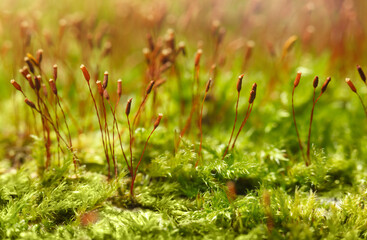 Mossy forest floor macro