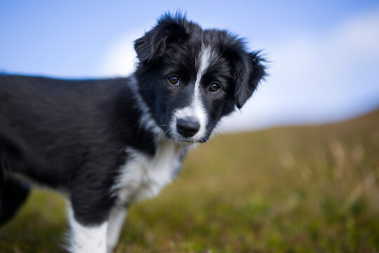 Black border collie puppy at meadow