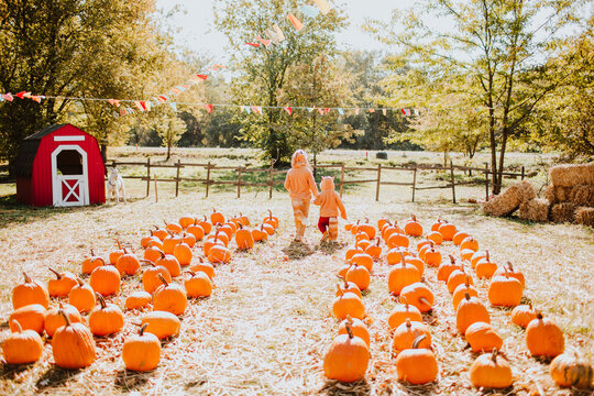 Girl with brother wearing fox costume waking amidst pumpkins at farm