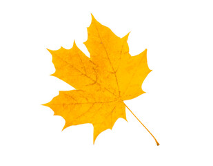 Bright yellow Canadian maple leaf isolated on white, clipping path, top view