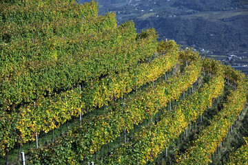Vineyard terraces in South Tyrol