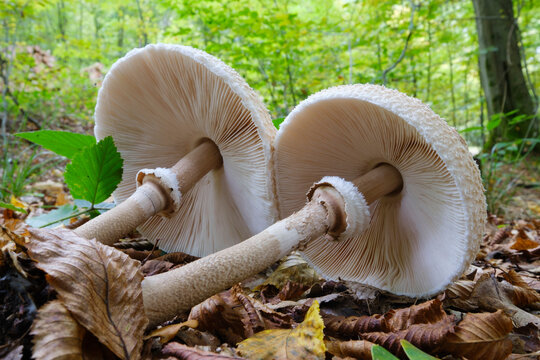 Two parasol mushrooms(Macrolepiotaprocera)lying on forest floor