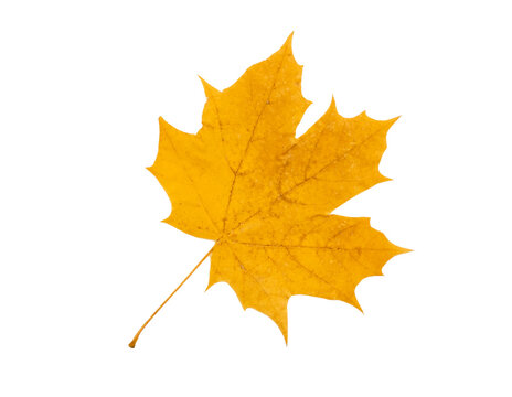 Bright yellow Canadian maple leaf on transparent background, top view, PNG