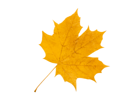 Bright yellow Canadian maple leaf on transparent background, top view, PNG