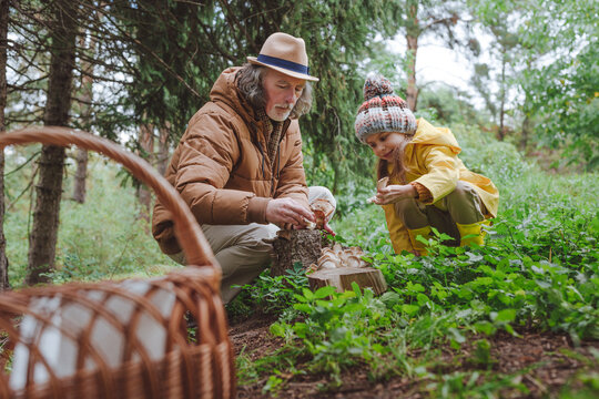 Grandfather and granddaughter picking up mushrooms in forest