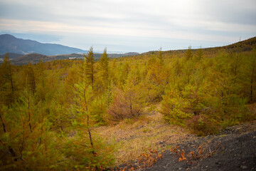 カラマツ平原　三辻